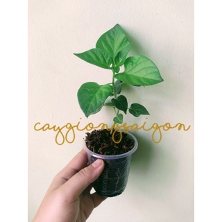 Cây giống Ớt Xiêm Xanh