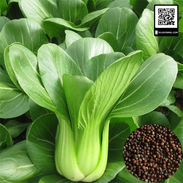 Deal 1K - 100 Hạt giống rau cải chíp (cải cải thìa - cải chít)  - Tập làm vườn cùng Tạ Gia Trang