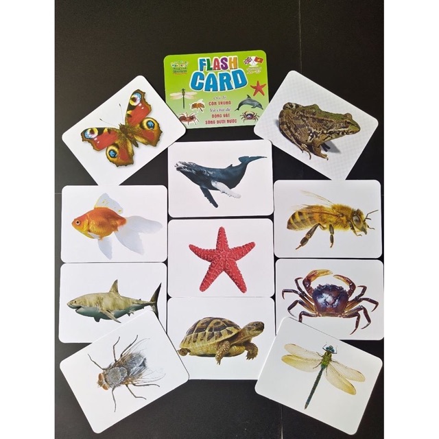 [LOẠI 1] Bộ Thẻ Học Thông Minh 18 Chủ Đề loại to song ngữ tiếng Anh loại chuẩn Glenn Doman Flashcard cho bé từ 0-6 tuổi