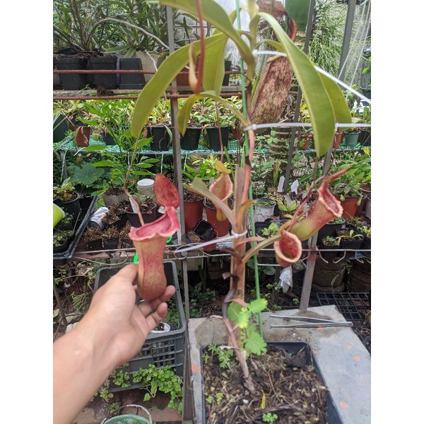 Cây cảnh lowii x ventricosa siêu to