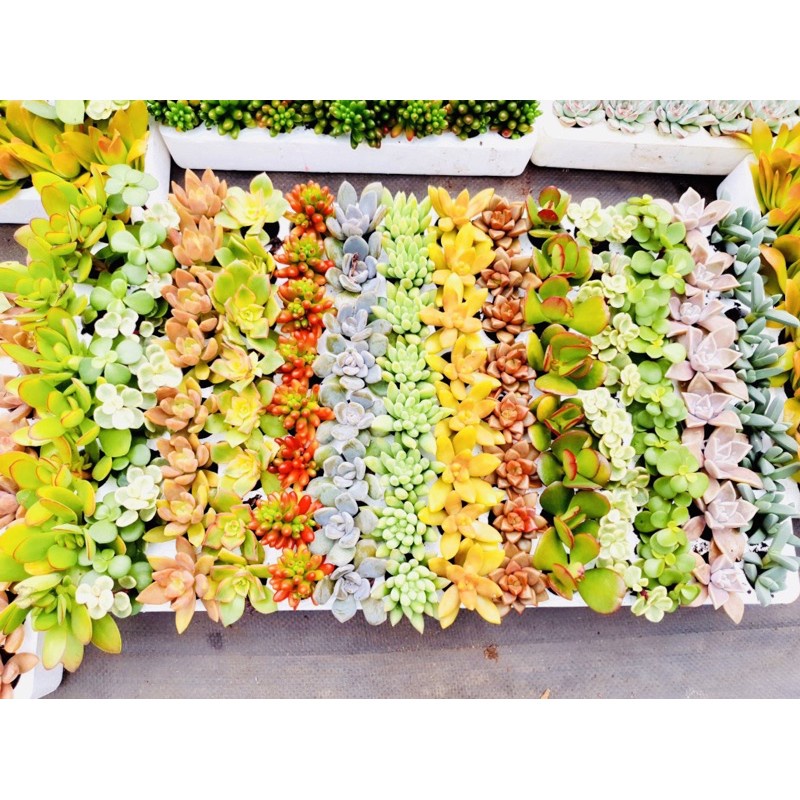 Sen đá mini, Combo cây sen đá mini LAFA GARDEN kích thước 2-4cm, nhiều màu sắc