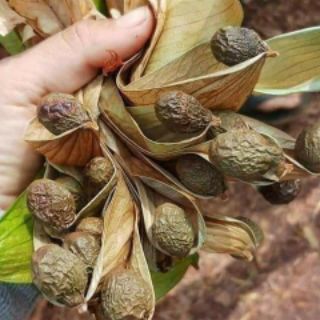 HẠT ƯƠI BAY GÓI 1KG