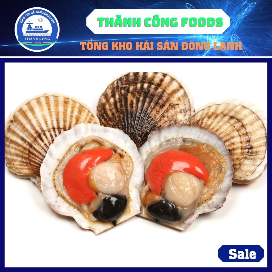 Sò Điệp Nhật nửa mảnh 1kg ( size 15 con/kg ), chuyên cung cấp sỉ số lượng GIao ngay cho Hồ Chí Minh và Các Tỉnh