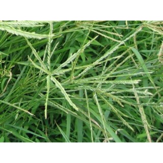 Cỏ mần trầu khô, mượt tóc 100gram