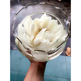 Hạt Giống Sen Bạch Liên gói 5 hạt