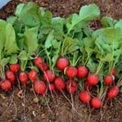Hạt giống củ cải đỏ cherry chất lượng cao
