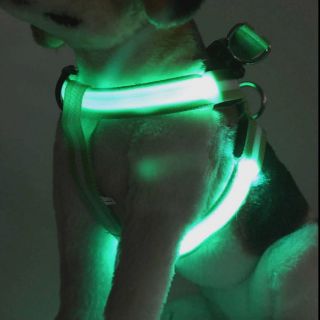 Đai yếm đèn Led cho chó mèo