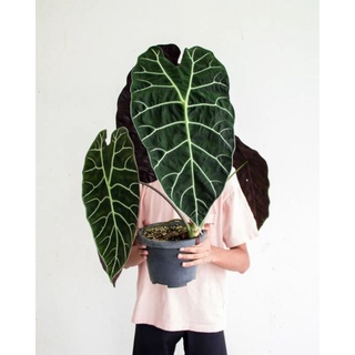 Alocasia watsonniana