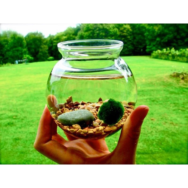 cầu rêu marimo - moss ball tảo cầu nhật bản - viên rêu cho tép