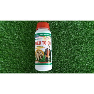 SIÊU TO CỦ APOLLO