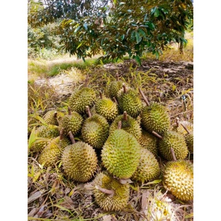 Cơm sầu riêng Ri 6, hộp 1 kí