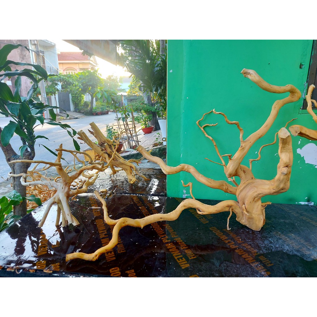 LŨA NHÁNH ĐỖ QUYÊN TRANG TRÍ HỒ CÁ THUỶ SINH