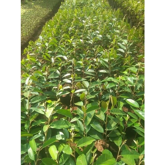 Cây giống sầu riêng ri6