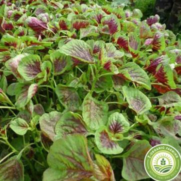 hạt giống rau dền ba màu ( dền khoang)