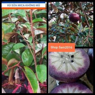 Cây Vú Sữa Mica Trồng Chậu Ngon Không Mủ
