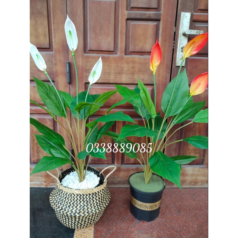 Cây Lan Ý giả cảnh cao 95cm trang trí phòng khách,văn phòng