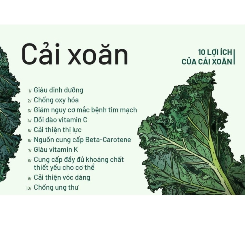 Hạt giống cải xoăn kale - rau củ quả trồng chậu, sân vườn ban công ngon giòn ngọt nảy mầm cao 5gr RADO686