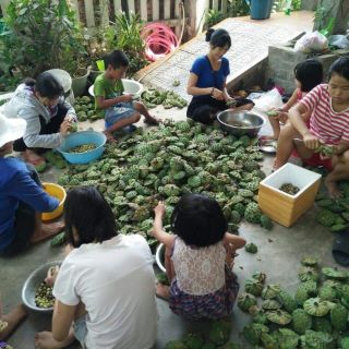 Sen Huế - Sen làng La Chữ