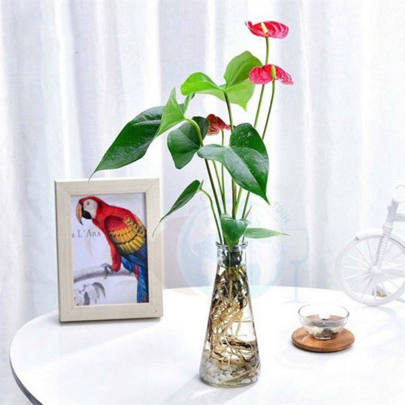 Lọ thủy tinh cắm hoa trang trí cao 17,5 -22 cm