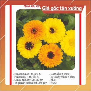 Hạt giống Hoa Cúc Susi 100 Hạt Hạt giống
