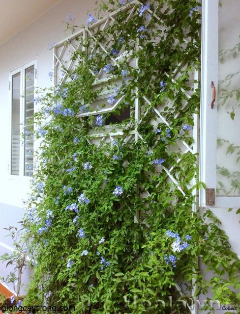 Gói 30 Hạt Giống Hoa Thanh Xà Bạch Xà Mix