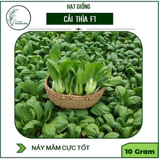 Hạt giống Cải thìa xanh F1 (Cải Chít) VA. 20
