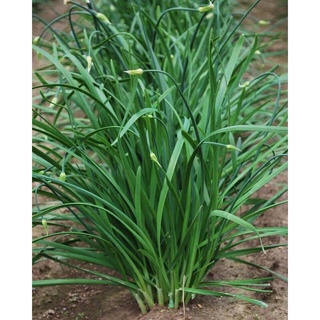 Bụi 10 gốc hẹ giống