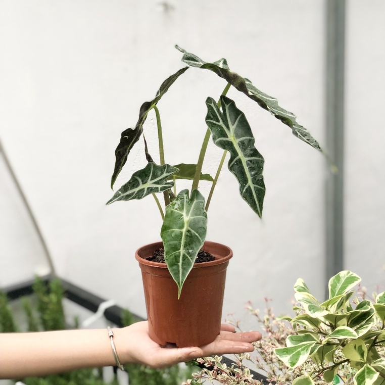 Cây Môn Quan âm để bàn kèm chậu - Cây Alocasia Polly