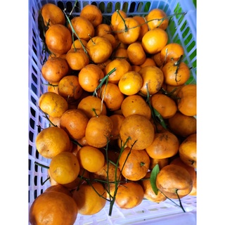 1kg Quýt thái xả kho