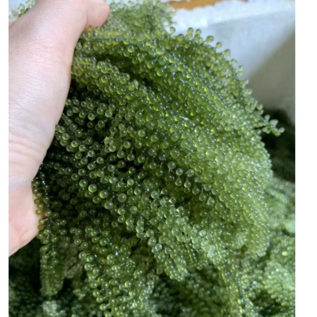 1kg Rong nho Tươi giòn ngon không tanh lựa chọn tốt cho mọi lứa tuổi 500gr-1kg