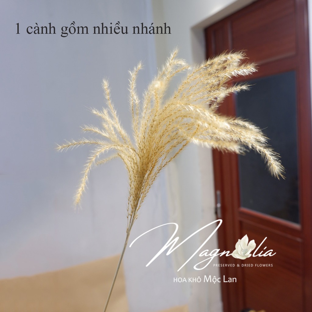 Hoa khô Miscanthus Sinensis ❤️FREESHIP❤️ Hoa giả trang trí nhà cửa, vintage decor phụ kiện trang trí chụp ảnh sản phẩm