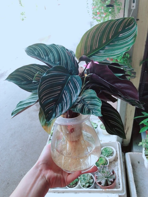 Chậu đuôi công thuỷ sinh