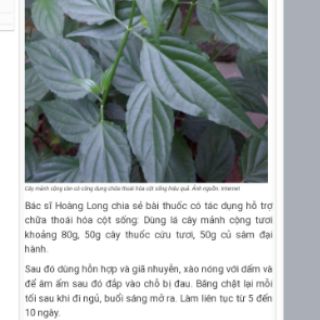 5 Cây rau mảnh cộng(không cần thêm mì chính vẫn ngọt rau)