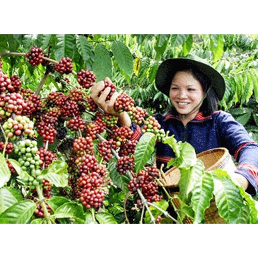 Cà phê G7 hòa tan 3in1 Trung Nguyên 21 gói - cà phê hòa tan g7 cà phê trung nguyên -- cbig.vn hệ thống tạp hóa cbig.vn