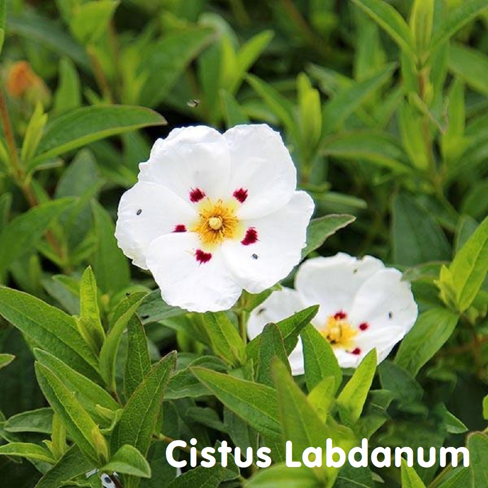 Tinh dầu hoa Labdanum Cistus Essential Oil (Rockrose)