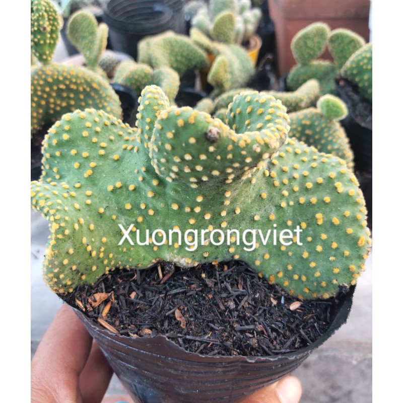 xương rồng Tai Thỏ Xoăn