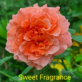 [Cây giống hoa] hồng Sweet Fragrance size chậu C9 - CayGiongTot