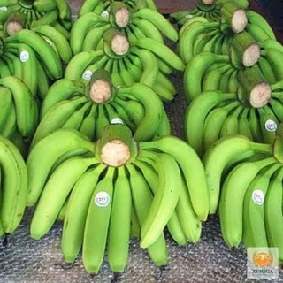 Cây giống Chuối già Nam mỹ cấy mô giống chuẩn