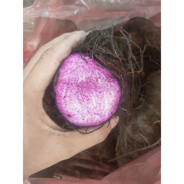 Khoai mỡ, khoai ngọt tím 1kg ngon, dẻo