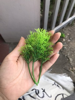 1 kg cỏ điểm các loại đã nhặt sạch