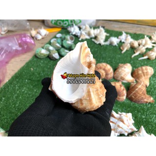 Quà tặng từ Biển - Vỏ Ốc Trái Tim - Vỏ Ốc Trang Trí Siêu Đẹp - Vỏ Ốc Mượn Hồn - Vỏ Ốc Biển Tự Nhiên