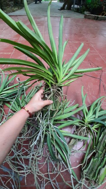 Hoa phong lan Sóc thái trắng