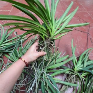 Hoa phong lan Sóc thái trắng