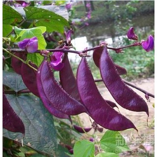Hạt giống đậu ván tím - gói 5 hạt