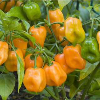 Hạt Giống Ớt Habanero Siêu Trái (5 Hạt)