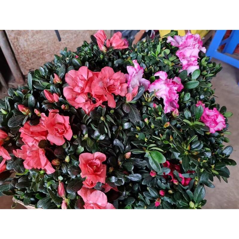 Đỗ quyên tán tròn cây bao đẹp