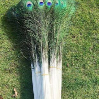 Lông công phong thủy(mắt to) bán từ 5 chiếc