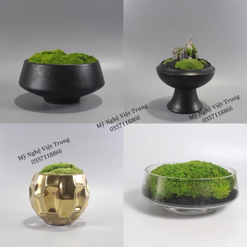 Rêu Đuôi Sóc Khô  Rêu Làm Tiểu Cảnh Đẹp