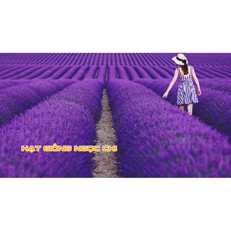 Hạt Giống Hoa Oải Hương (Hoa Lavender) - 100 Hạt