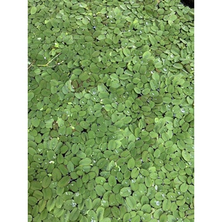 BÈO TAI CHUỘT 10 NHÁNH (Ảnh Thật)
